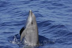 bottlenose dolphin