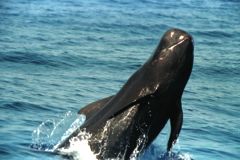 false killer whale