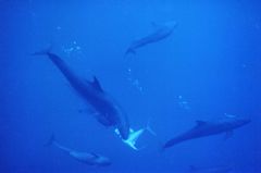 false killer whale