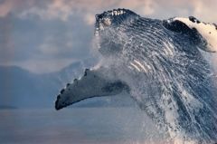 humpback breach