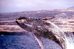 humpback breach