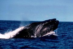 humpback surface