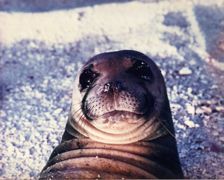 monk seal