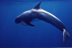 pilot whale