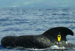 whale with transmitter
