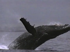 humpback whales