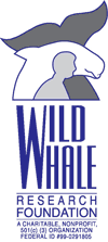 Wild Whale Research